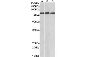Image no. 1 for anti-Midline 2 (MID2) (C-Term) antibody (ABIN184920)