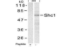 Image no. 3 for anti-SHC (Src Homology 2 Domain Containing) Transforming Protein 1 (SHC1) (Tyr427) antibody (ABIN197590)