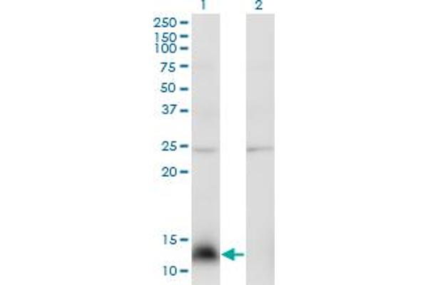 NPY antibody  (AA 29-97)