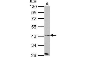 Image no. 4 for anti-Aurora Kinase A (AURKA) (C-Term) antibody (ABIN2855868)