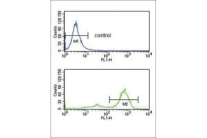 Image no. 1 for anti-Ets Variant 6 (ETV6) antibody (ABIN3003964)