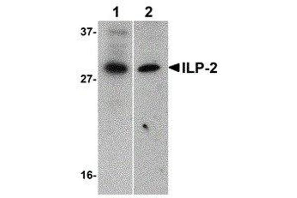 ILP-2 anticorps  (AA 2-13)