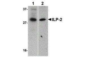 Image no. 1 for anti-Baculoviral IAP Repeat-Containing 8 (BIRC8) (AA 2-13) antibody (ABIN2475064)