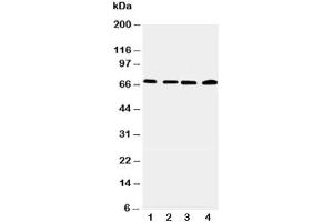 Image no. 4 for anti-Interleukin-1 Receptor-Associated Kinase 2 (IRAK2) (C-Term) antibody (ABIN3031491)