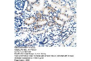 Image no. 1 for anti-Bone Morphogenetic Protein 7 (BMP7) (N-Term) antibody (ABIN2779569)