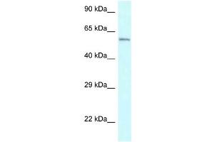 Image no. 1 for anti-Cytochrome P450, Family 2, Subfamily U, Polypeptide 1 (CYP2U1) (Middle Region) antibody (ABIN926816)
