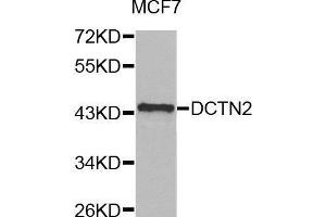 Image no. 1 for anti-Dynactin 2 (p50) (DCTN2) antibody (ABIN1512818)