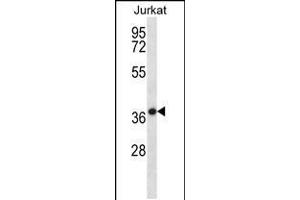 Image no. 1 for anti-HSPA Binding Protein, Cytoplasmic Cochaperone 1 (HSPBP1) (AA 69-97), (N-Term) antibody (ABIN5531417)