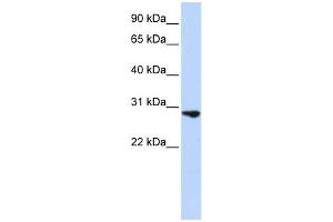 Image no. 1 for anti-Fibroblast Growth Factor 2 (Basic) (FGF2) (Middle Region) antibody (ABIN2777106)