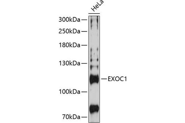 EXOC1 antibody  (AA 645-894)