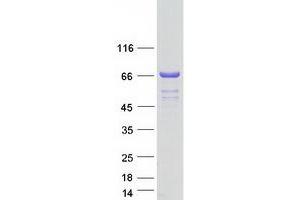Image no. 1 for Cleavage Stimulation Factor, 3' Pre-RNA, Subunit 2, 64kDa, tau Variant (CSTF2T) protein (Myc-DYKDDDDK Tag) (ABIN2712590)