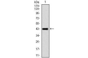 Image no. 2 for anti-Glutamate Receptor, Ionotropic, AMPA 2 (GRIA2) (AA 652-807) antibody (ABIN969524)