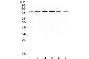 Image no. 2 for anti-Major Vault Protein (MVP) antibody (ABIN5708257)