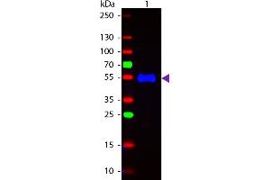Western Blotting (WB) image for Goat anti-Monkey IgG (Heavy Chain) antibody (FITC) - Preadsorbed (ABIN101679)