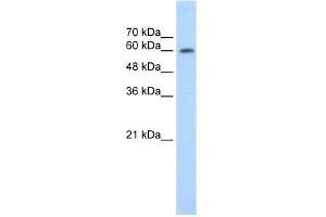 Image no. 1 for anti-Early B-Cell Factor 2 (EBF2) (C-Term) antibody (ABIN2774991)