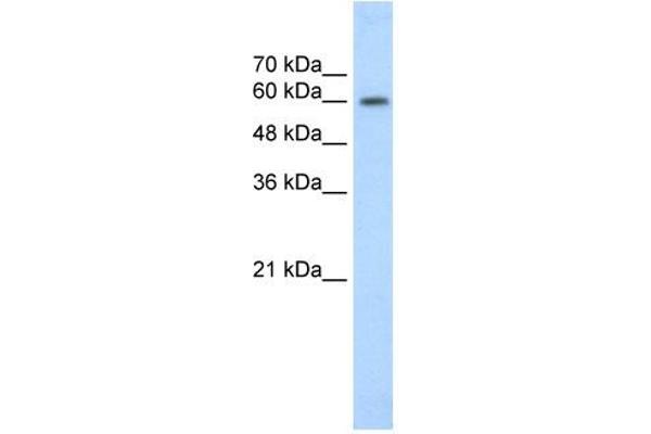 anti-Early B-Cell Factor 2 (EBF2) (C-Term) antibody