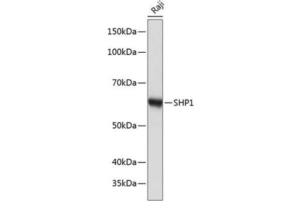 SHP1 antibody