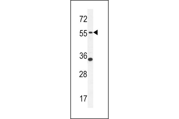 PDE12 antibody  (C-Term)