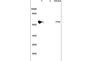 CCDC11 anticorps  (AA 330-380)