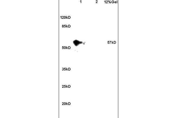 CCDC11 antibody  (AA 330-380)