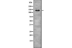 Image no. 1 for anti-Potassium Large Conductance Calcium-Activated Channel, Subfamily M, alpha Member 1 (KCNMA1) (Internal Region) antibody (ABIN6263145)