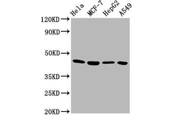 GNA12 antibody  (AA 112-270)