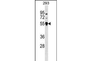 TRIM26 Antibody (N-term) (ABIN1539070 and ABIN2848536) western blot analysis in 293 cell line lysates (35 μg/lane).