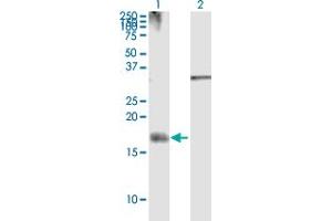 Image no. 1 for anti-Neuregulin 4 (NRG4) (AA 1-115) antibody (ABIN949862)