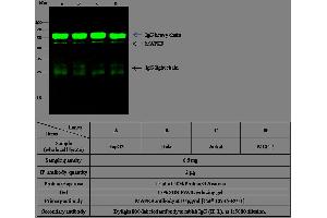 Image no. 4 for anti-Mitogen-Activated Protein Kinase 9 (MAPK9) (AA 1-424) antibody (ABIN1997375)