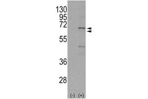 Western blot analysis of NUR77 antibody and 293 cell lysate either nontransfected (Lane 1) or transiently transfected with the NR4A1 gene (2).