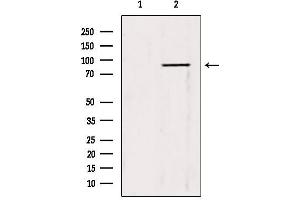 Image no. 2 for anti-Tripartite Motif Containing 9 (TRIM9) (N-Term) antibody (ABIN6265743)