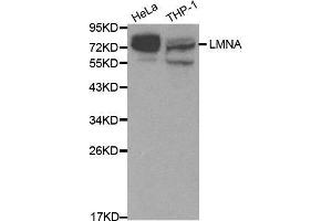 Lamin A/C antibody  (AA 403-572)