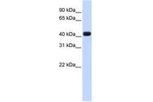 Image no. 1 for anti-RNA terminal Phosphate Cyclase Domain 1 (RTCD1) (AA 36-85) antibody (ABIN6740673)