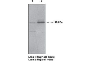 Image no. 1 for anti-Platelet-Activating Factor Receptor (PTAFR) antibody (ABIN2451687)