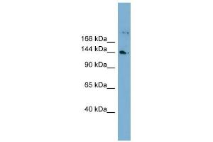 Image no. 1 for anti-WD Repeat Domain 35 (WDR35) (N-Term) antibody (ABIN631708)