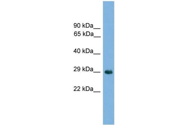 NKX1-2 antibody  (Middle Region)