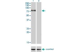Image no. 2 for anti-K-Cadherin (CDH6) (AA 513-612) antibody (ABIN560279)