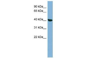 Image no. 1 for anti-Protein Kinase, X-Linked (PRKX) (N-Term) antibody (ABIN630810)