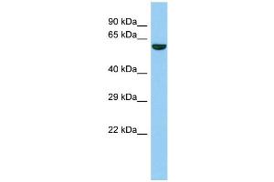 Image no. 1 for anti-TELO2 Interacting Protein 2 (TTI2) (N-Term) antibody (ABIN2790934)