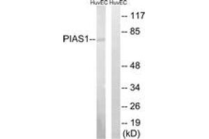 Image no. 1 for anti-Protein Inhibitor of Activated STAT, 1 (PIAS1) (AA 10-59) antibody (ABIN1533432)