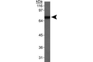 Image no. 1 for anti-Scavenger Receptor Class B, Member 1 (SCARB1) antibody (ABIN540900)