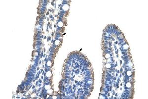 Image no. 1 for anti-Transmembrane Protein 8B (TMEM8B) (Middle Region) antibody (ABIN630419)