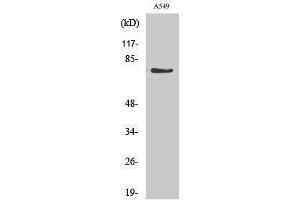 Image no. 1 for anti-Guanylate Cyclase 1 Soluble Subunit Alpha (GUCY1A1) (Internal Region) antibody (ABIN3184773)