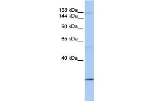 Image no. 1 for anti-Ubiquitin Protein Ligase E3 Component N-Recognin 2 (UBR2) (C-Term) antibody (ABIN2774730)