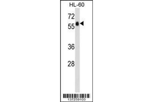 anti-G Protein-Coupled Receptor 97 (GPR97) (AA 103-130), (N-Term) antibody