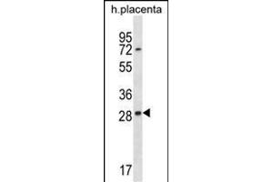 EAN57 Antibody (N-term) (ABIN1538801 and ABIN2848474) western blot analysis in human placenta tissue lysates (35 μg/lane).
