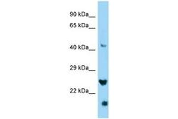 anti-IZUMO Family Member 4 (IZUMO4) (C-Term) antibody