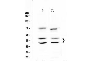 Image no. 1 for anti-Calcium/calmodulin-Dependent Protein Kinase II alpha (CAMK2A) (AA 392-457) antibody (ABIN5693074)