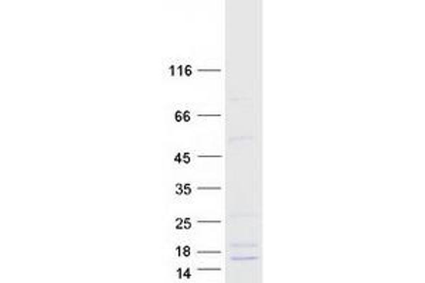 Defensin, beta 121 (DEFB121) protein (Myc-DYKDDDDK Tag)