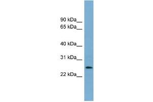 anti-Lin-37 Homolog (LIN37) (Middle Region) antibody